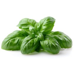 BASIL (UK)