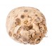 CELERIAC (UK)
