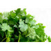 CORIANDER (UK)