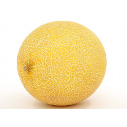 MELON (Spain)