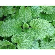 MINT (Farm)