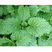 MINT (Farm)