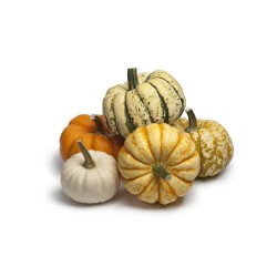 SQUASH - MIXED VARIETIES (UK)