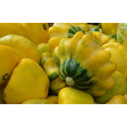 PATTY PAN (UK) 400g