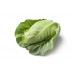 CABBAGE - POINTED (UK)