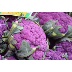CAULIFLOWER - COLOURED (UK)