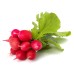 RADISH (UK)