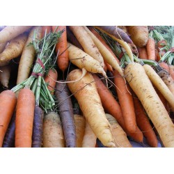 CARROTS - RAINBOW (UK) 1kg