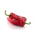 PEPPERS - RED RAMIRO (Spain) x 2