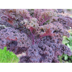KALE - RED (Farm) 250g