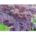 KALE - RED (Farm) 250g