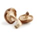 MUSHROOMS - SHIITAKE (Netherlands) 120g