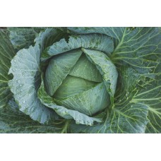 CABBAGE - TUNDRA (UK)