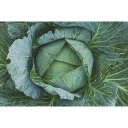 CABBAGE - TUNDRA (UK)